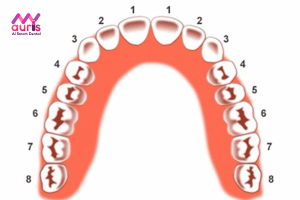 Vị trí và chức năng của răng số 4