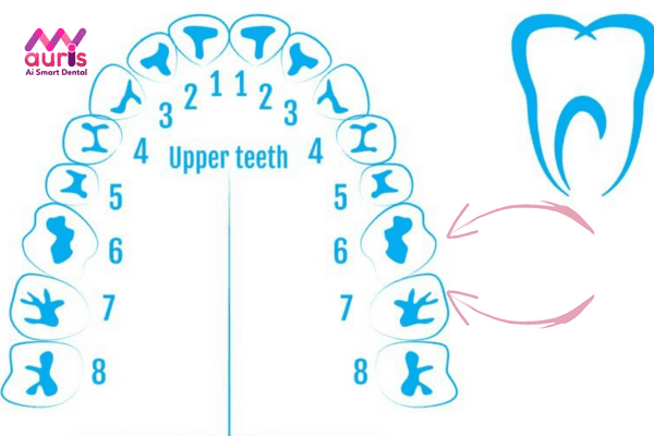 Răng cấm là răng gì?