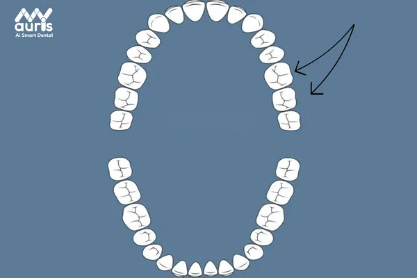 Vai trò chính của răng cấm