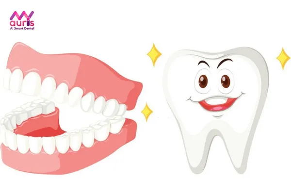 Vai trò của răng số 6 trên cung hàm