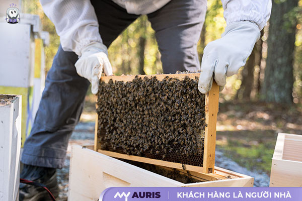 bị ong đốt phải làm gì,vết ong đốt,trị ong đốt