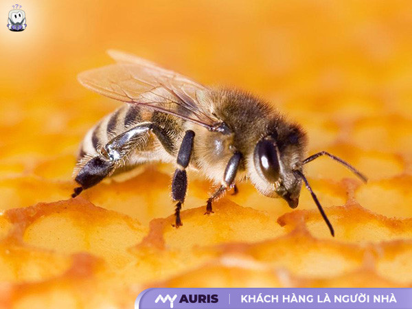 bị ong đốt phải làm gì,vết ong đốt,trị ong đốt