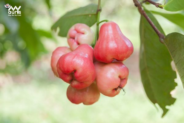 quả roi bao nhiêu calo