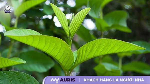 cách giảm đau răng,cách trị đau răng,cách trị nhức răng,cách chữa đau răng,cách trị đau răng khẩn cấp,cách làm hết nhức răng nhanh nhất