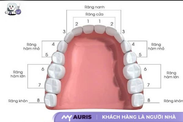 nhổ răng số 6 có cần trồng lại