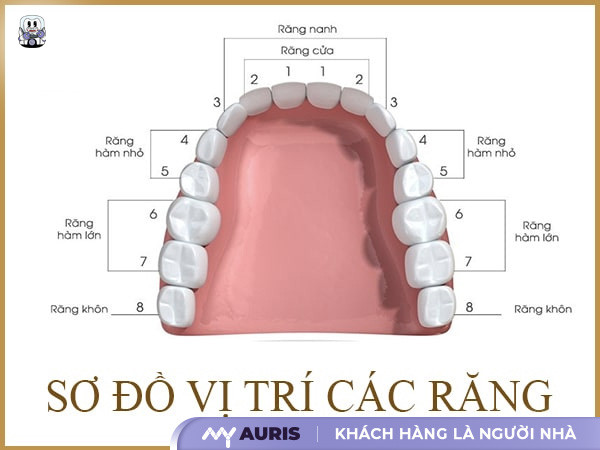 Nhổ răng số 7 có cần trồng lại không