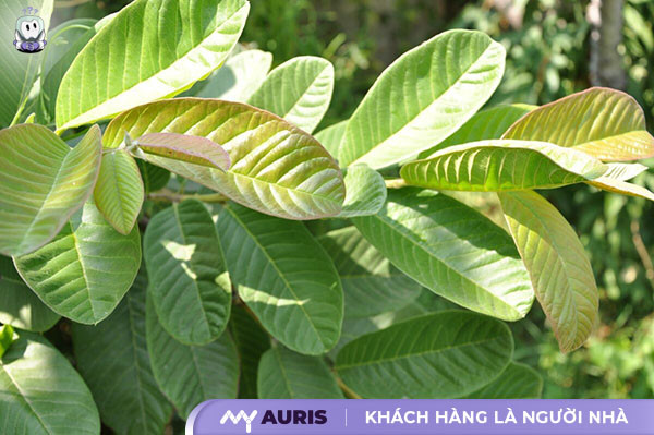 tác dụng của lá ổi